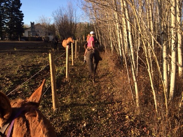 Rider on a horse beside a fence