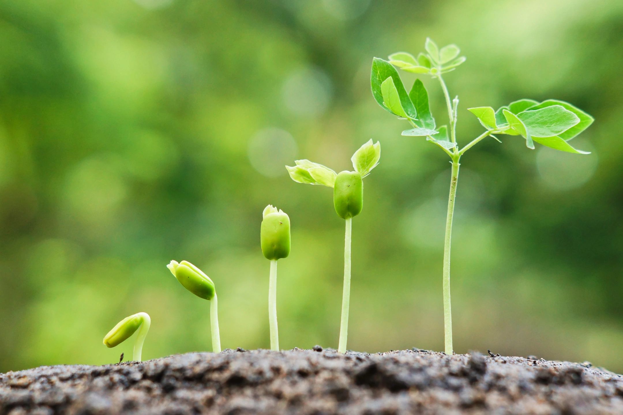 Plants need good soil and the correct nutrients - so do we..